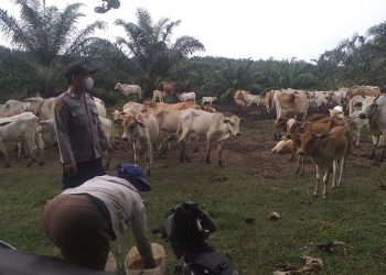 Peternak Sapi di Wilayah Binaan Polsek Prapat Janji Mendapat Binaan untuk Pencegahan Penyebaran Penyakit Hewan