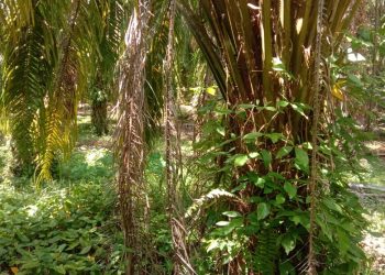 Areal Perkebunan Sawit PTPN III di Aek Songsongan Terkesan Tak Terawat