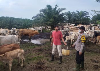 Bhabinkamtibmas Polsek Prapat Janji  Rutin Beri Imbauan ke Peternak Sapi
