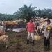 Bhabinkamtibmas Polsek Prapat Janji  Rutin Beri Imbauan ke Peternak Sapi