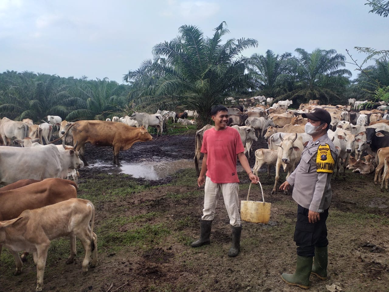 Bhabinkamtibmas Polsek Prapat Janji Rutin Beri Imbauan ke Peternak Sapi