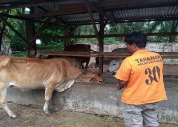 Gelakan 37 Ekor Sapi, Culas Diringkus Polisi