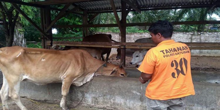 Gelakan 37 Ekor Sapi, Culas Diringkus Polisi