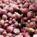 Di Tapteng Harga Bawang Merah Rp65 Ribu per Kg