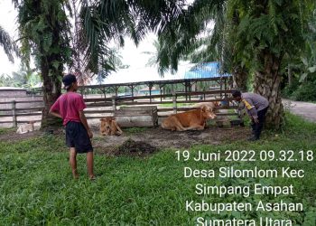 Antisipasi PMK, Peternak Lembu Diberi Arahan oleh Personel Polsek Simpang Empat 