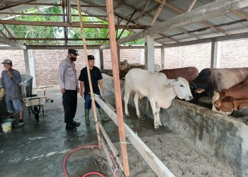 Personel Polsek Air Joman Minta Peternak untuk Mengkandangkan Lembunya dan Jangan Dilepas di Perkebunan
