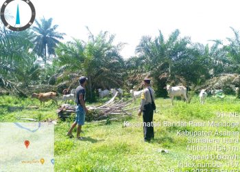 Personel Polsek Bandar Pasir Mandoge Imbau Peternak untuk Waspadai PMK