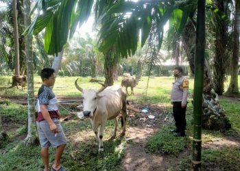 Cek Kesehatan Lembu, Bhabinkamtibmas Polsek Air Batu Kunjungi Peternak  di Sei Dadap