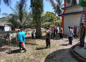 Personel Polsek Bandar Pulau Bersama Dinas Peternakan Lakukan Pemeriksaan Kesehatan Hewan Qurban