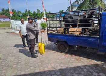 91 Lembu dan 10 Kambing di Qurban, Camat Meranti: Hewan yang di Qurban Harus Sehat