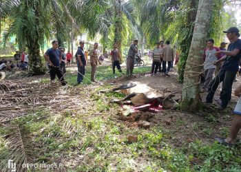 Personel Polsek Prapat Janji Pantau Pemotongan Hewan Qurban 