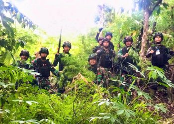 Satgas Yonif 126/KC Temukan Lima Hektare Ladang Ganja di Perbatasan RI-PNG