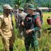 Satgas Pamtas Yonif 126/KC Panen Padi Bersama Warga Perbatasan Papua