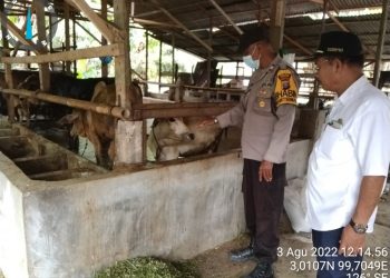 Untuk mencegah penularan Penyakit Mulut dan Kuku (PMK) yang menyerang hewan ternak sapi,