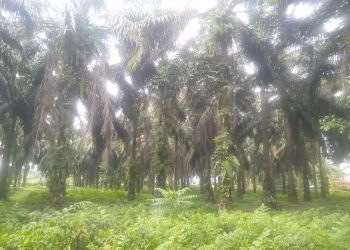 Aneh, Manajemen PTPN III Bandar Selamat Aek Songsongan Asahan Biarkan Buah Membusuk dan Tak Merawat Areal Perkebunan