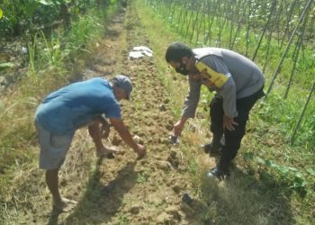 Personel Polsek Pulau Raja Tinjau Penanaman Cabai di Sejumlah Desa