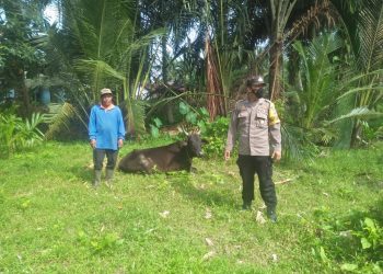 Personel Polsek Air Joman Pantau Ternak Sapi Milik Warga