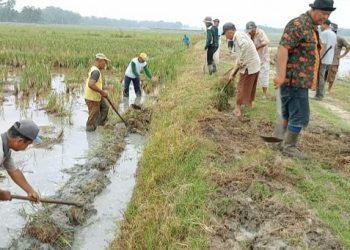 Buka Jalan Pertanian, Kades Serdang Gotong royong Bersama Warga