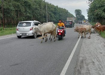 Tolong Tertibkan Ternak yang Keliaran di Jalinsum Meranti-Kisaran, Bisa Membahayakan Pengguna Jalan