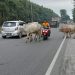 Tolong Tertibkan Ternak yang Keliaran di Jalinsum Meranti-Kisaran, Bisa Membahayakan Pengguna Jalan