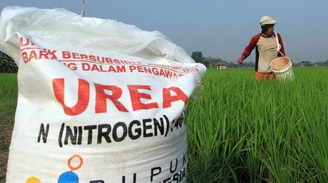 Tolong Pak Bupati Asahan, Pupuk di Kecamatan Meranti Langka, Harganya Mahal