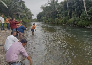 (Zatam/Taslab News)  Senior Manager Corporate Communications PT Agincourt Resources, Katarina Siburian Hardono, memberikan pakan ikan lubuk larangan Satahi. 