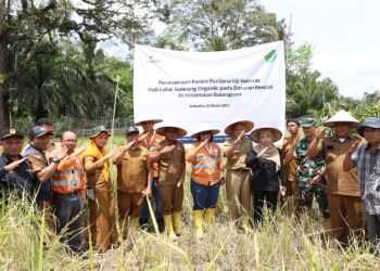 (Taslab News/Dzulfadli Tambunan) Community Development Manager PTAR bersama Dinas Pertanian Tapanuli Selatan dan kelompok tani binaan, melakukan panen perdana uji varietas Siporang.