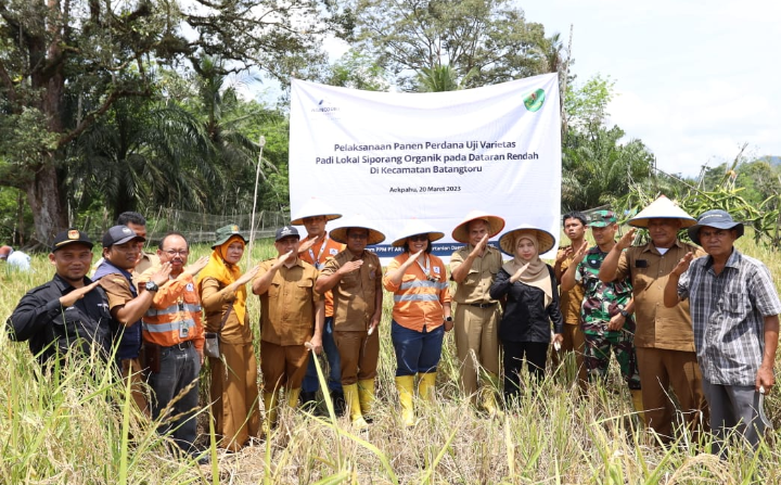 (Taslab News/Dzulfadli Tambunan)Community Development Manager PTAR bersama Dinas Pertanian Tapanuli Selatan dan kelompok tani binaan, melakukan panen perdana uji varietas Siporang.