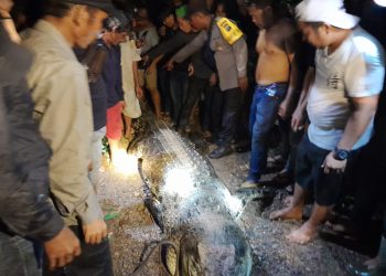 Edi Pangabean Coba Selamatkan Istrinya dari Diterkam Buaya