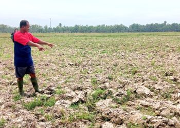 Debit Air Sungai Turun, Petani di Kecamatan Rawang Panca Arga Gagal Tanam Padi