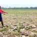 Debit Air Sungai Turun, Petani di Kecamatan Rawang Panca Arga Gagal Tanam Padi