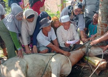 Rayakan Idul Adha 1444 H, Musholla Al Hidayah Potong 3 Hewan Qurban