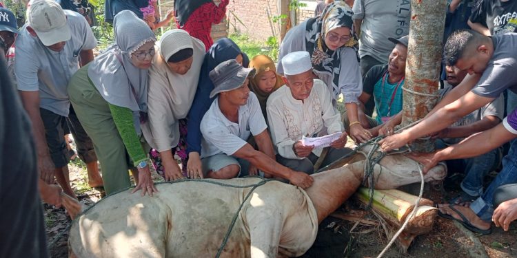 Rayakan Idul Adha 1444 H, Musholla Al Hidayah Potong 3 Hewan Qurban