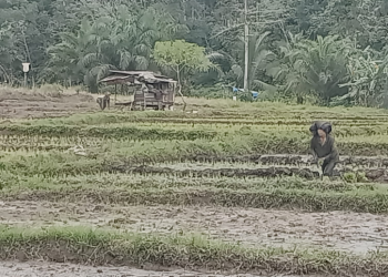 Petani Napa Tapsel Konsiten Dengan Pola Pertanian Organik