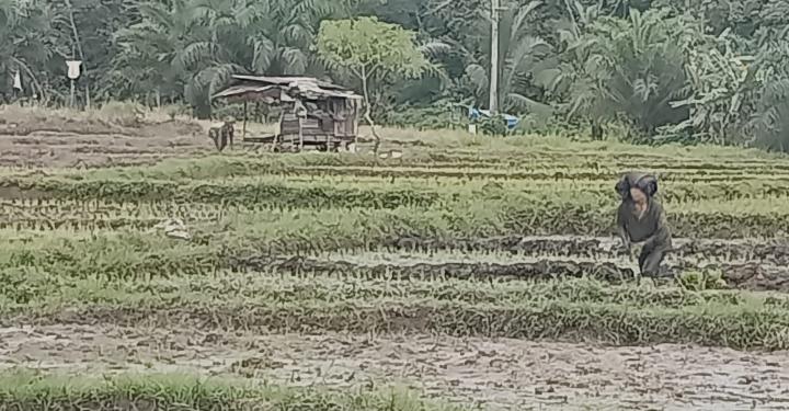 Petani Napa Tapsel Konsiten Dengan Pola Pertanian Organik