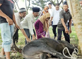 Pemerintah Kabupaten Asahan Sembelih 125 Hewan Qurban Pada Idul Adha 1444 H