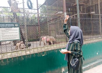 Dengan Ticket Masuk Rp30 Ribu Anda Bisa Bersantai di Siantar Zoo