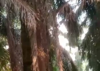 Areal Afdeling VI Kebun Bandar Selamat Dipenuhi Semak, Manajemen Dituding Tak Salurkan Dana Perawatan