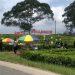 Pesona Wisata Kebun Teh Sidamanik, Murah Meriah Cocok Untuk Semua Golongan