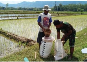 Sudah Langka, Pupuk Subsidi Dijual di Atas HET, Petani di  Meranti Mengeluh