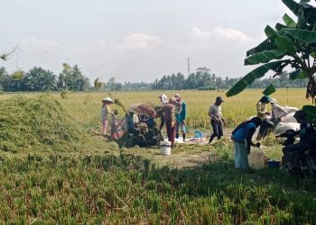 Petani Khawatir Harga Gabah Jatuh Saat Panen Raya