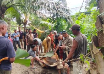 Masyarakat di 6 Kecamatan di Asahan Potong Ratusan Ekor Hewan Kurban