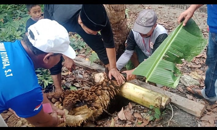 Musholla Al – Hidayah Sembelih 2 Ekor Lembu 1 Kambing