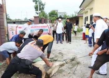 Polres Tanjungbalai Sembelih 9 Ekor Sapi dan 4 Ekor Kambing