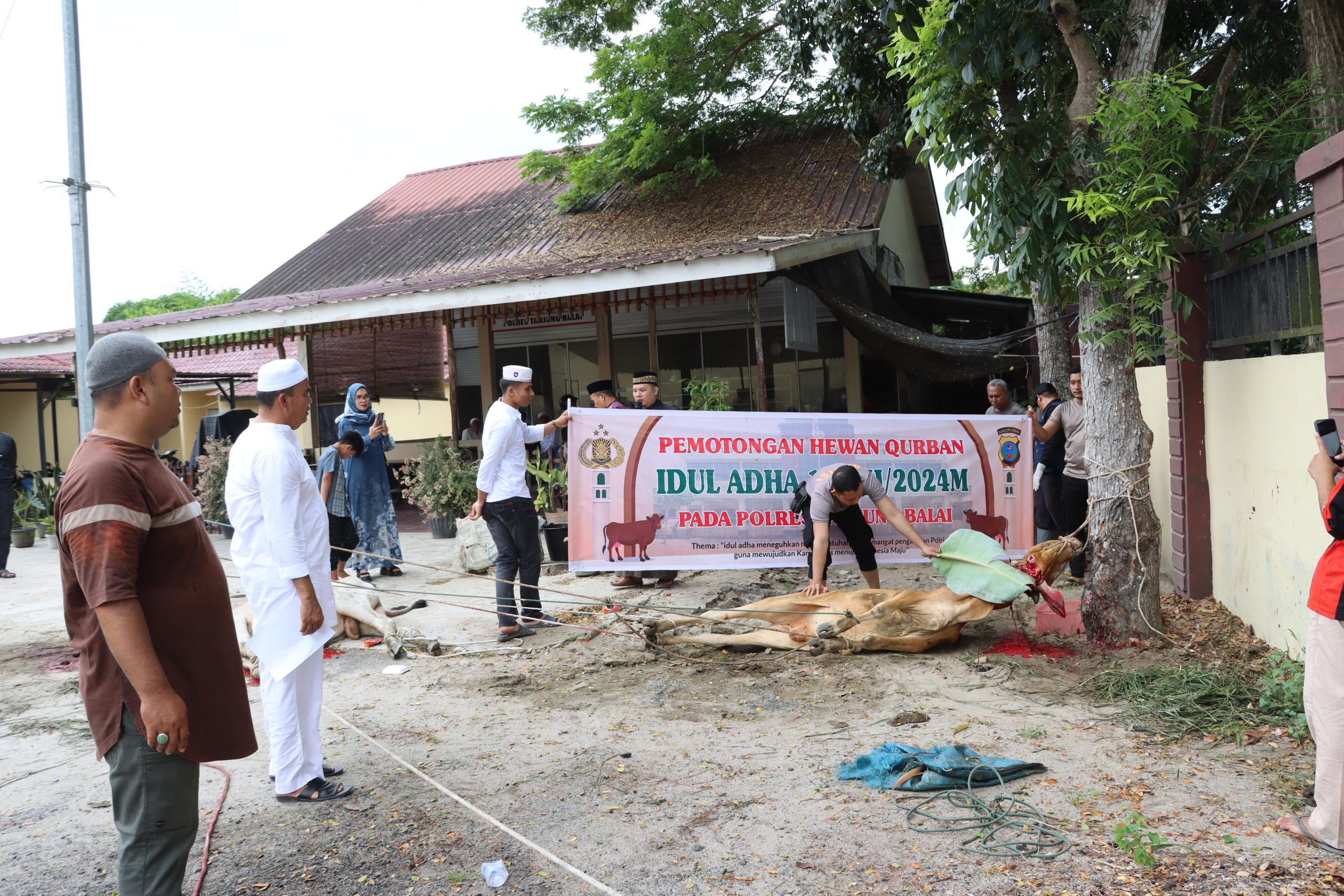 Polres Tanjungbalai Sembelih 9 Ekor Sapi dan 4 Ekor Kambing