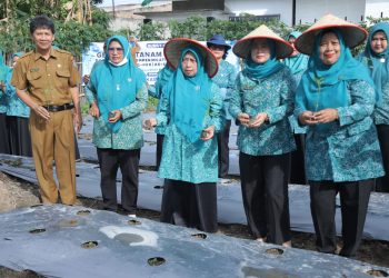 TP-PKK Kabupaten Asahan Ikut Gerakan Tanam Cabai Serentak