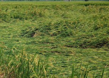 "Dihajar Angin" Puluhan Hektare Tanaman Padi di Rawang Panca Arga Asahan Rusak