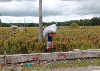 Harga Gabah Anjlok, Petani Padi di Rawang Panca Arga Asahan ‘Menjerit’