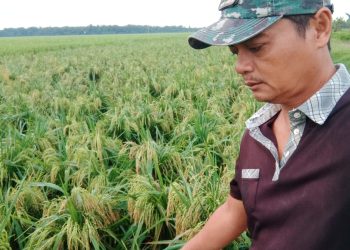 Tanaman Padi di Rawang Asahan Roboh Diterjang Angin