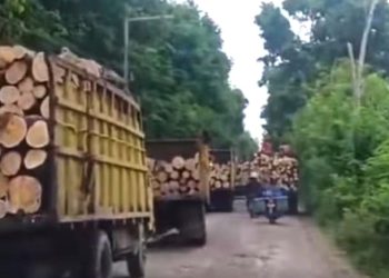 Mobil Truk Pengangkut Kayu Bikin Jalan Rusak, Diduga Pemerintah Tutup Mata